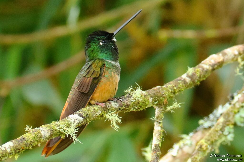 Violet-throated Starfrontletadult