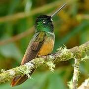 Violet-throated Starfrontlet