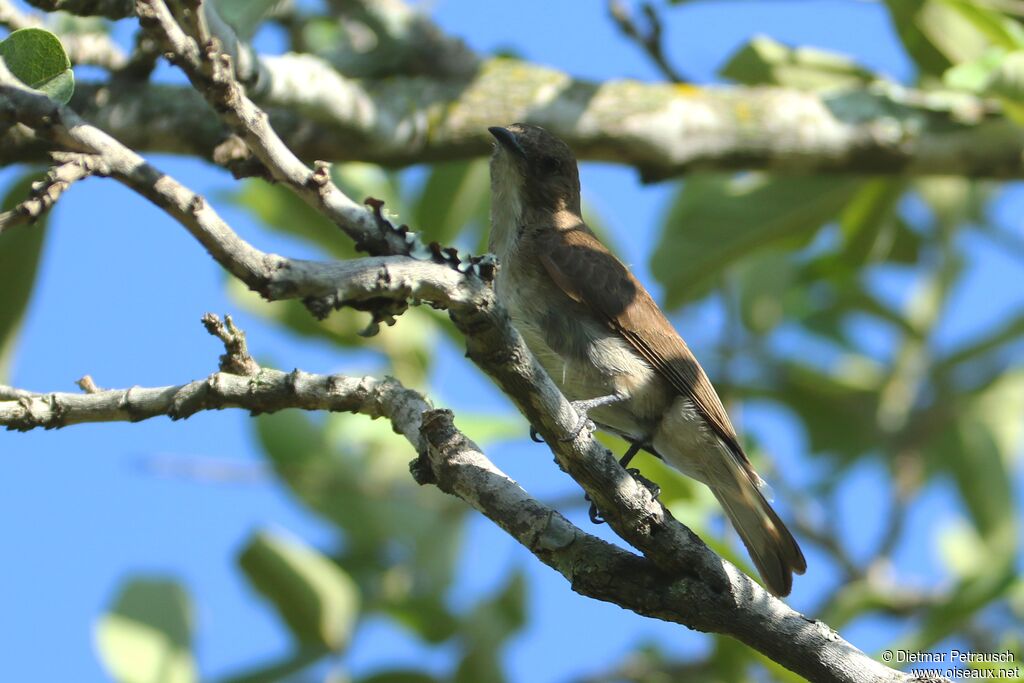 Brown-backed Honeybirdadult