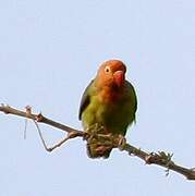 Lilian's Lovebird