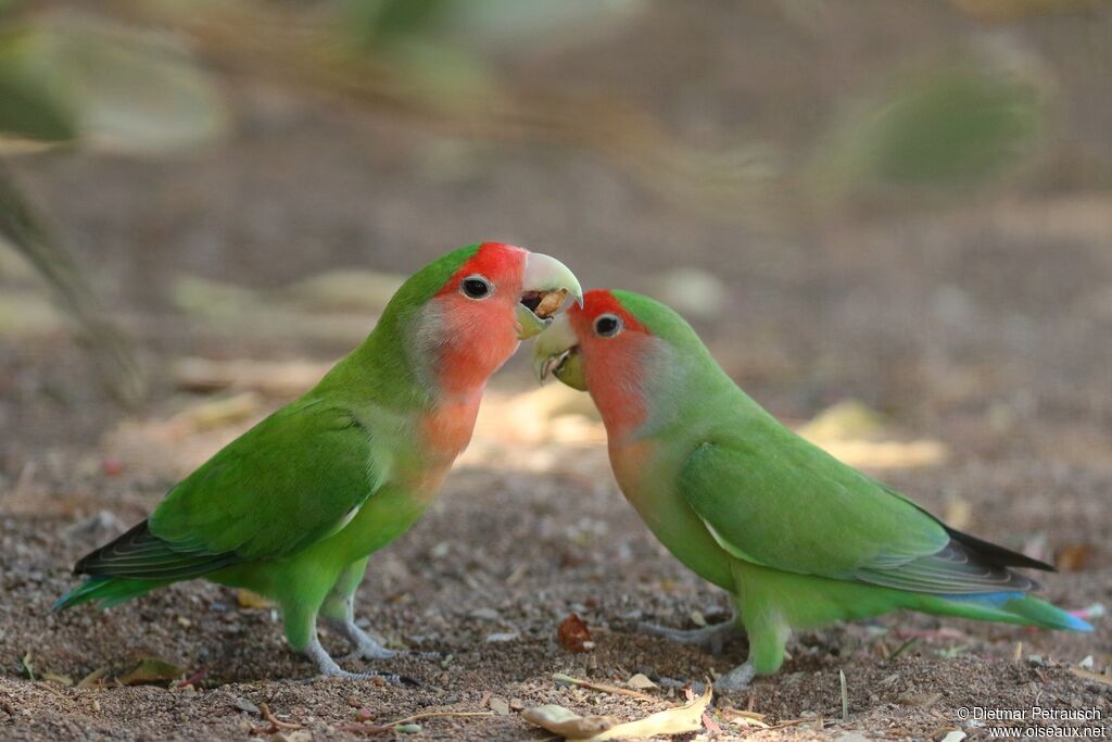 Rosy-faced Lovebirdadult