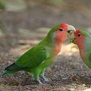 Rosy-faced Lovebird