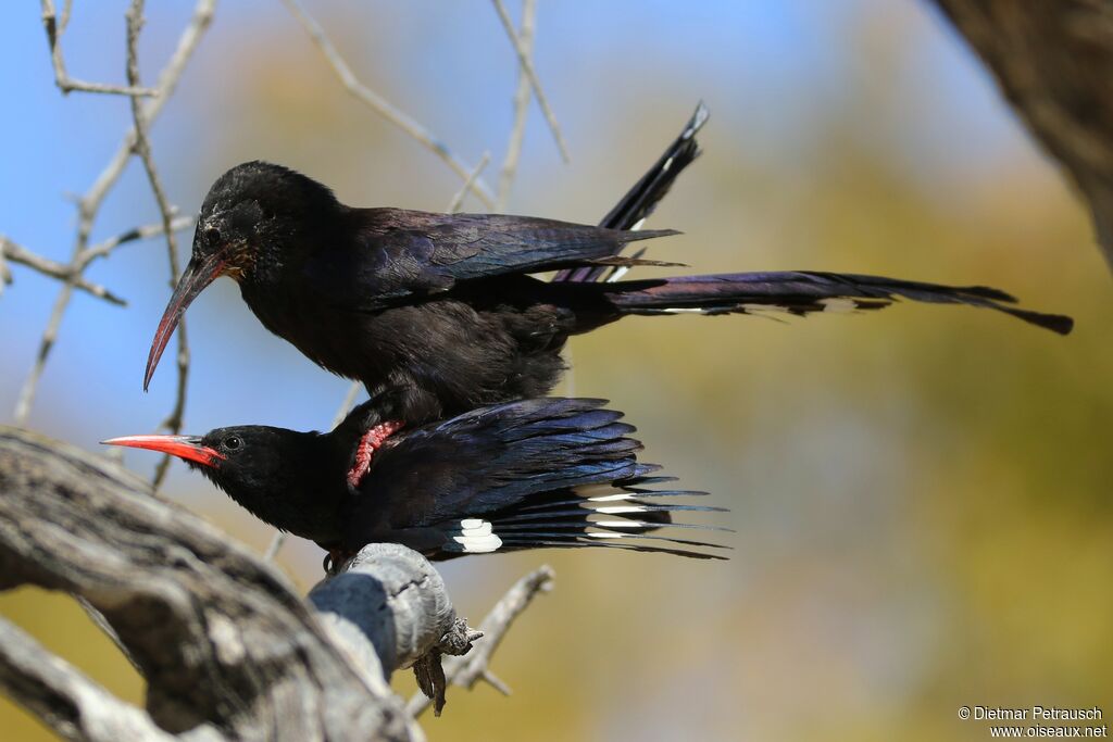 Violet Wood Hoopoeadult, mating.