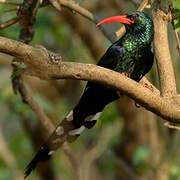 Green Wood Hoopoe