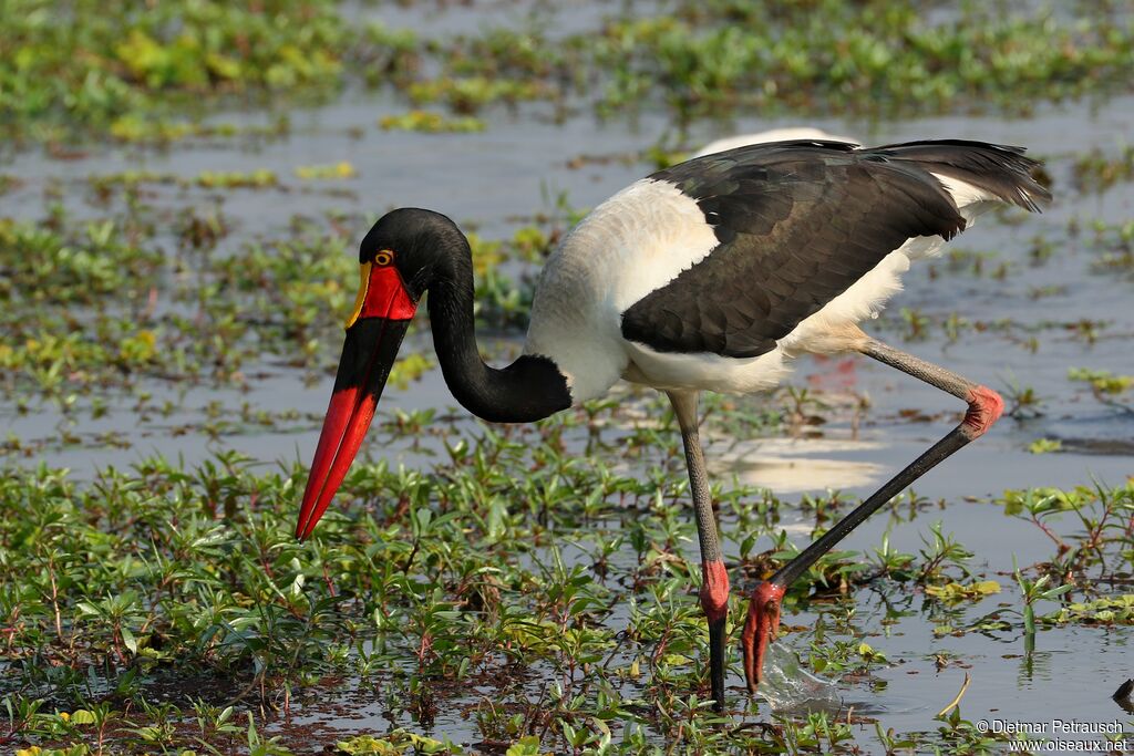 Saddle-billed Stork female adult