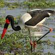 Jabiru d'Afrique