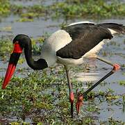 Saddle-billed Stork