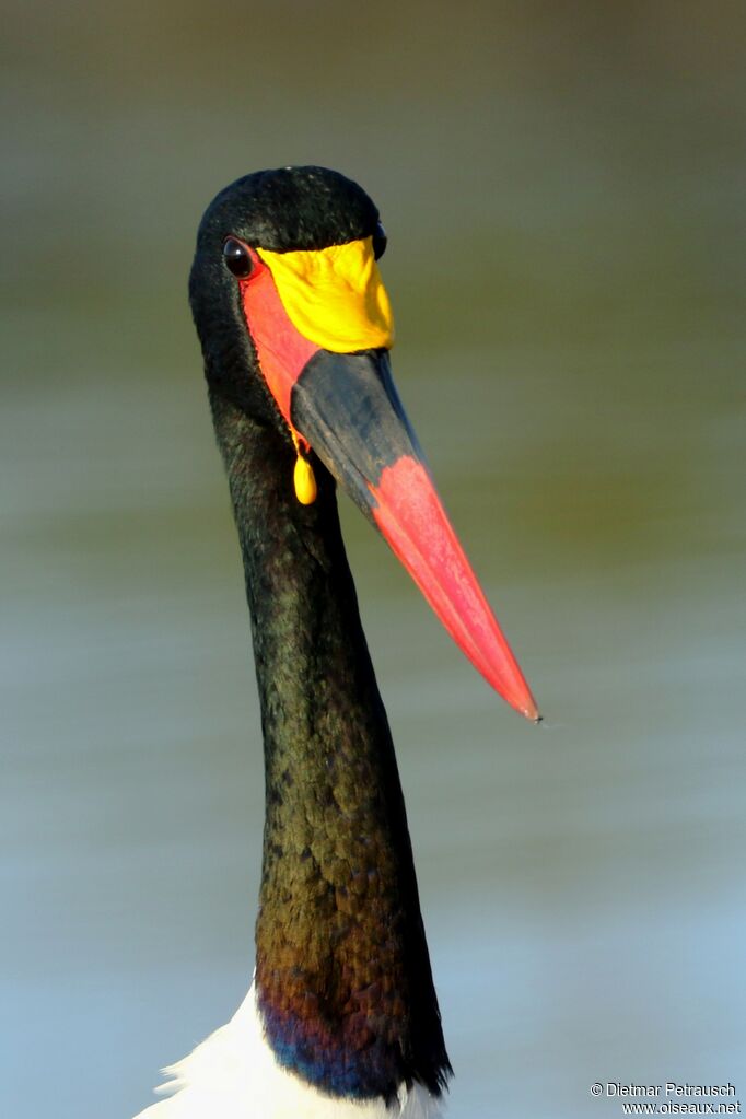 Jabiru d'Afrique mâle adulte