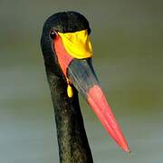 Saddle-billed Stork