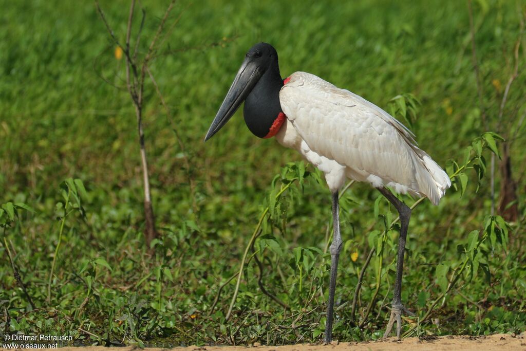 Jabiru d'Amériqueadulte