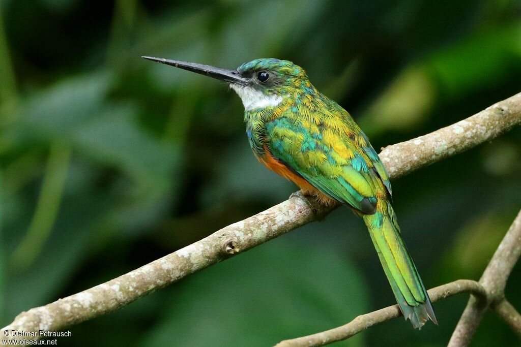 Jacamar à queue rousseadulte, identification