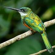 Rufous-tailed Jacamar