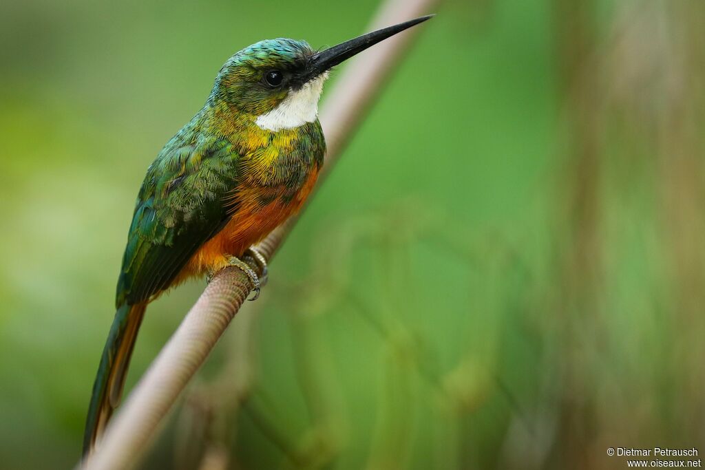 Jacamar à queue rousse mâle adulte