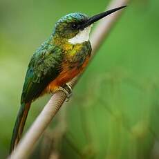 Jacamar à queue rousse