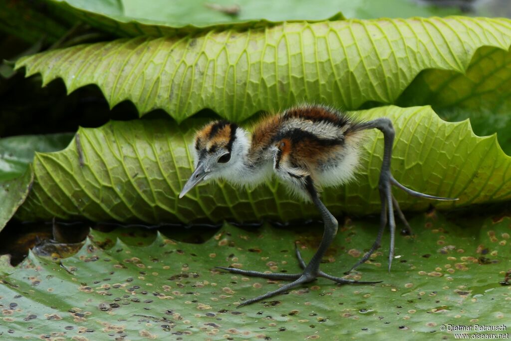 Jacana à poitrine doréePoussin, identification