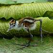 Jacana à poitrine dorée