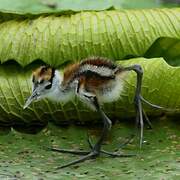 Jacana à poitrine dorée