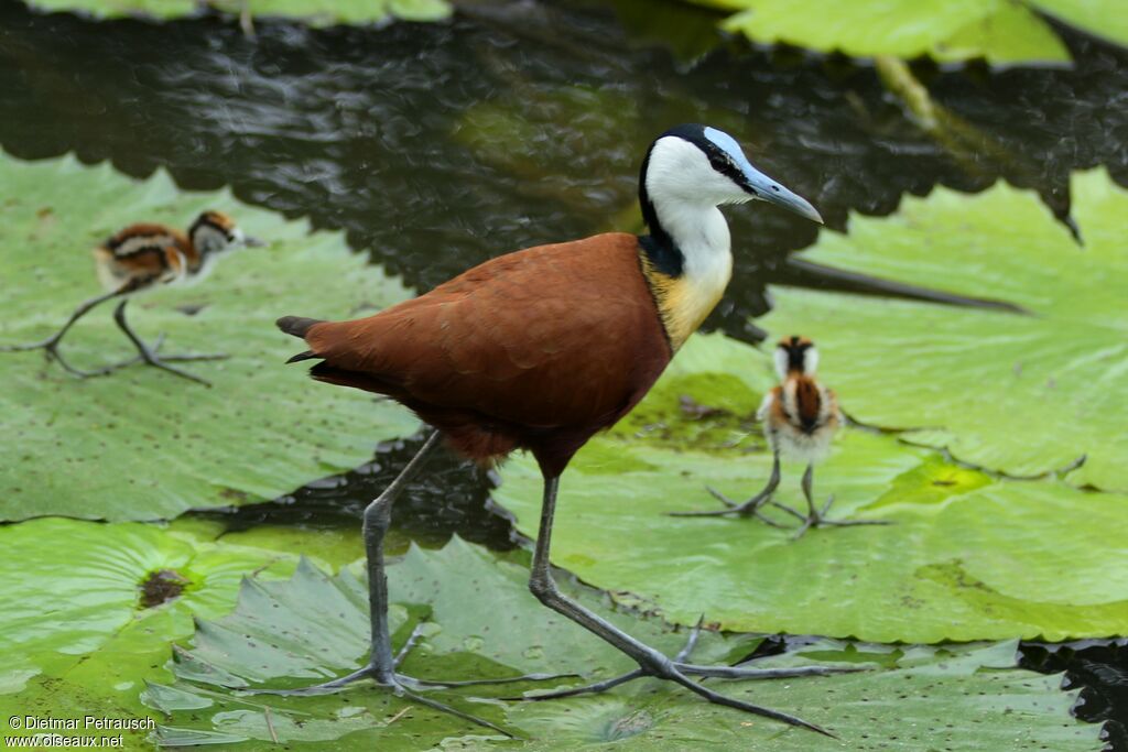 African Jacana male adult