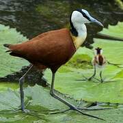 African Jacana