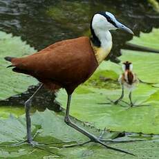 Jacana à poitrine dorée