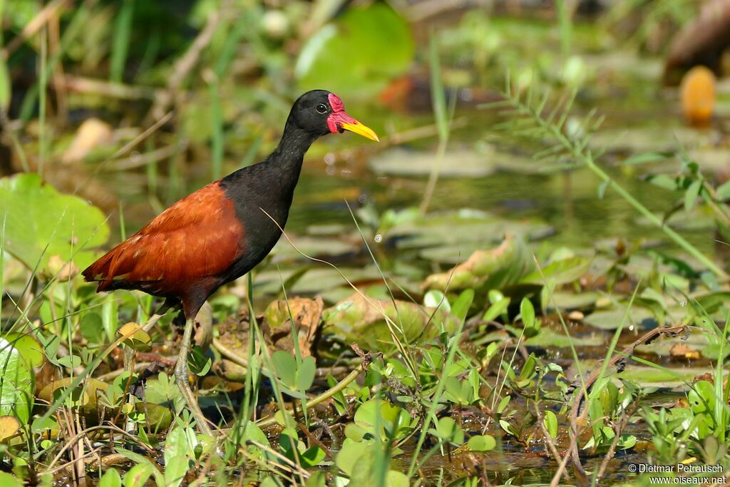 Jacana noiradulte