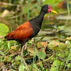 Jacana noir