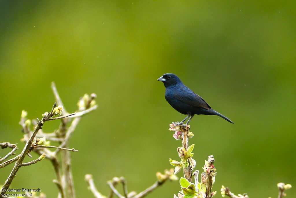 Jacarini noir mâle adulte