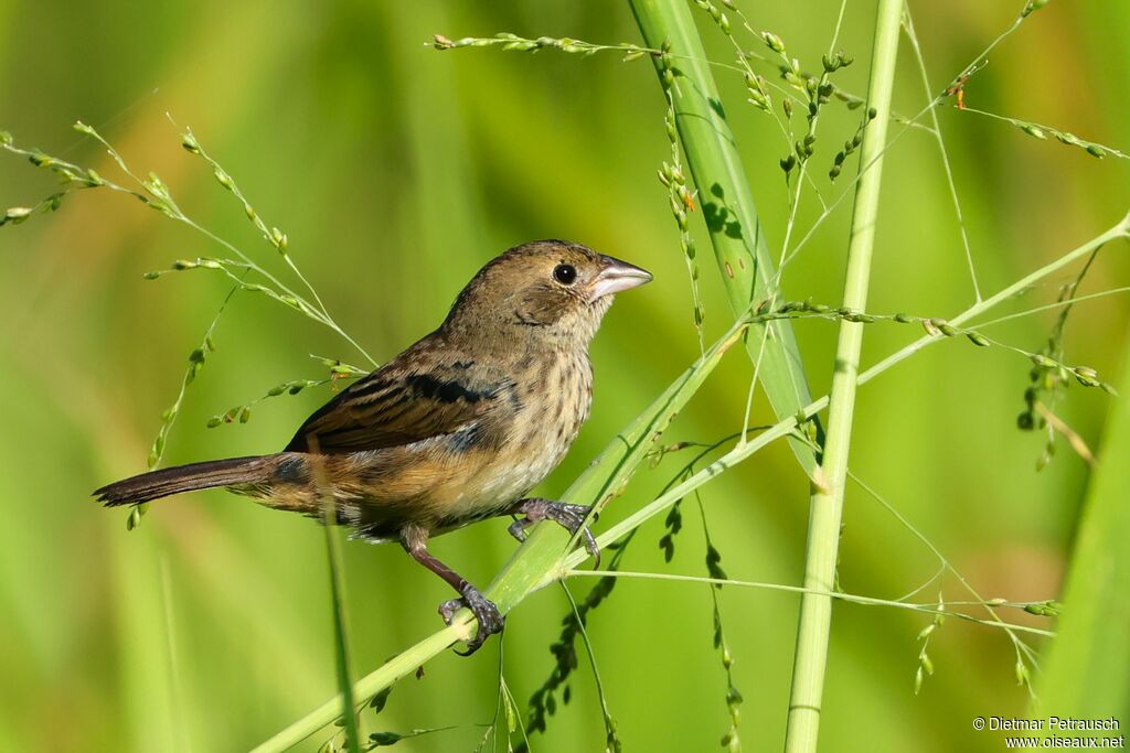 Jacarini noir femelle adulte