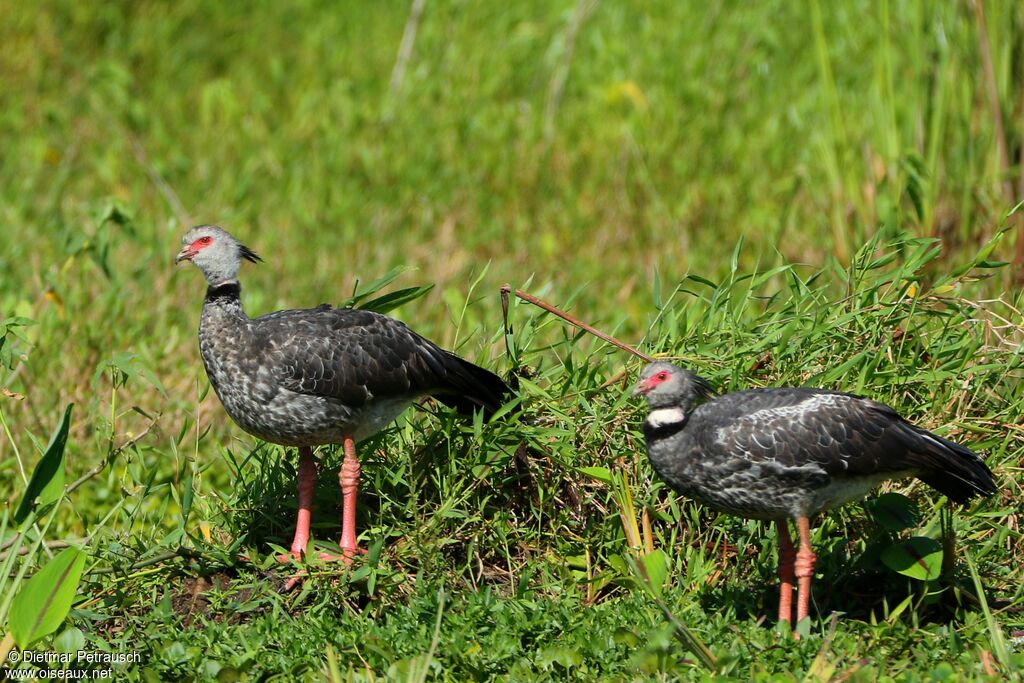 Southern Screameradult