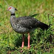 Southern Screamer