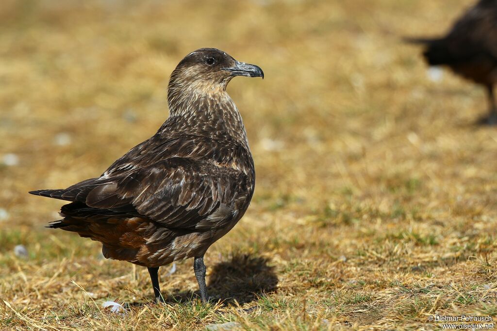 Chilean Skuaadult