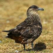 Chilean Skua