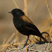 Andean Negrito