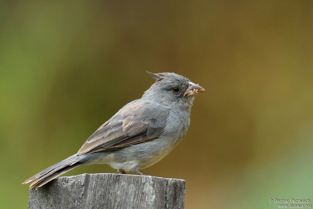 Grey-crested Finchadult, identification