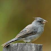 Grey-crested Finch