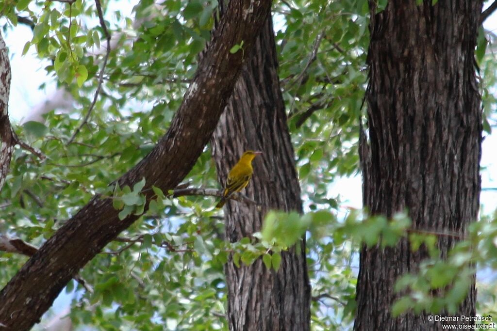 African Golden Orioleadult