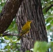 African Golden Oriole