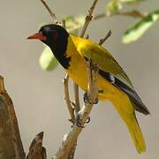 Black-headed Oriole