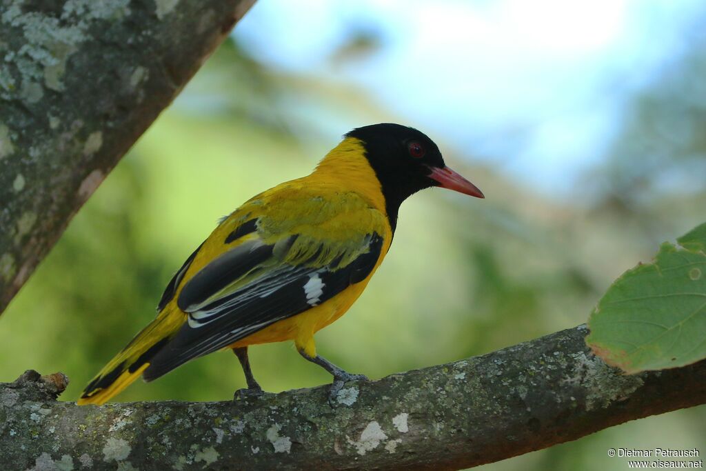 Black-headed Orioleadult