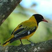 Black-headed Oriole