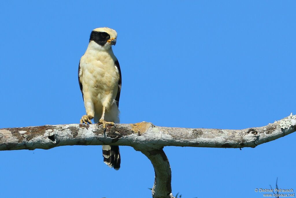 Macagua rieuradulte