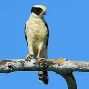 Laughing Falcon