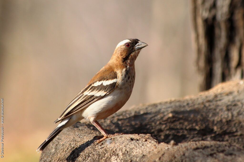 White-browed Sparrow-Weaveradult