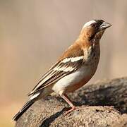 White-browed Sparrow-Weaver