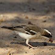 White-browed Sparrow-Weaver