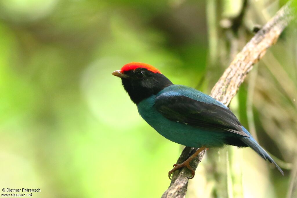 Manakin à longue queue mâle adulte