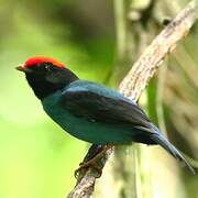 Blue Manakin