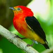 Band-tailed Manakin