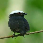 Manakin à tête blanche