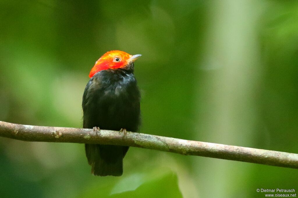 Manakin à tête rouge mâle adulte